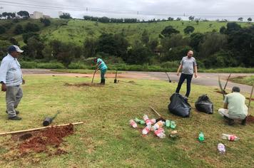 CIPRESTES ITALIANOS SÃO PLANTADOS NO TREVO DO COLINAS
