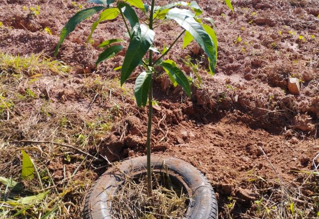 Áreas Institucionais estão recebendo cercados e plantas frutíferas