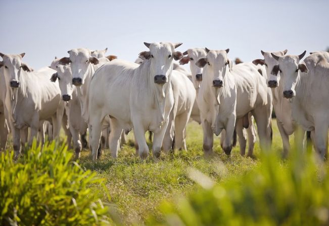 Minas Gerais está livre da vacinação contra a febre aftosa. 